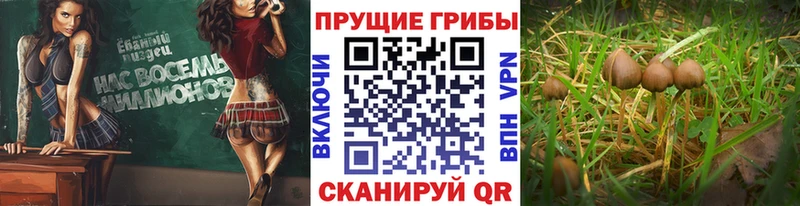 Псилоцибиновые грибы GOLDEN TEACHER  закладка  OMG сайт  Сосногорск 